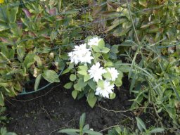 fleur_variee_20211127_2023411654